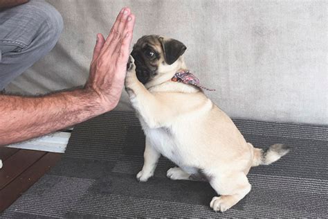 Trick Training For Your Pug | PeeWee The Pug