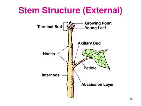 PPT - Plant Science PowerPoint Presentation, free download - ID:1159352