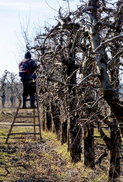 Premium Photo | Winter pruning of apple tree