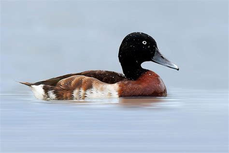 Baer's pochard conservation | WWT