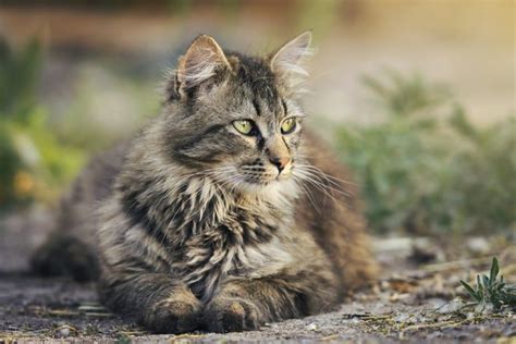 Why is my elderly cat losing weight? - Senior Cats