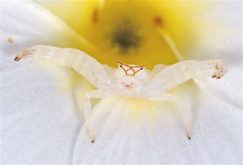 Macro Photo of White Crab Spider Camouflage on Plumeria Flower, Selective Focus Stock Photo ...