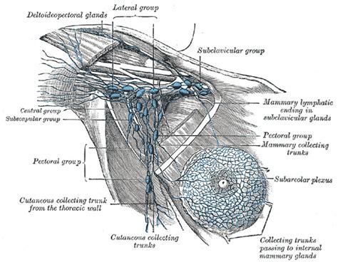 [Figure, Axillary lymph nodes, Deltoideo Pectoral...] - StatPearls ...