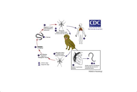 Dirofilaria Immitis Life Cycle