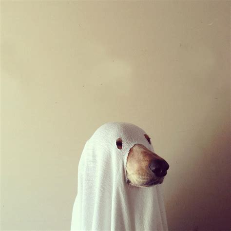 Ghost Dog Pictures, Photos, and Images for Facebook, Tumblr, Pinterest ...