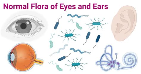 Eye and Ear Microbiota (Microbiome)- Normal Flora of Eye & Ear