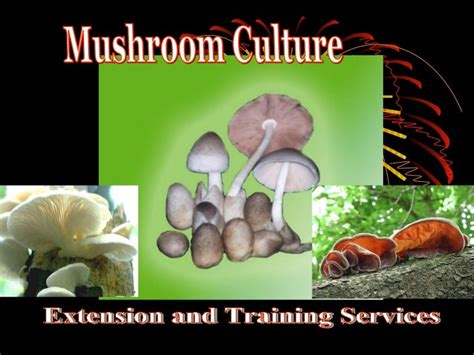 Mushroom culture