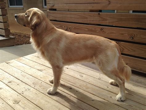 Summer Haircut Golden Retriever - Best Hairstyles Ideas