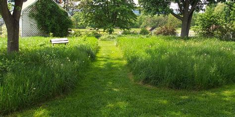 Create a Meadow – Healthy Yards