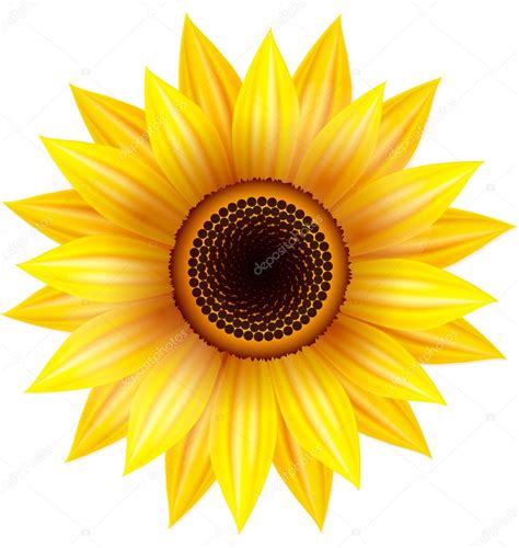 Sunflower Stock Vector by ©Indigofish 10945996