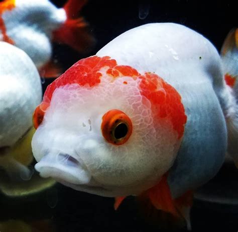 Oranda Goldfish - Oranda Fancy Goldfish Information and Care