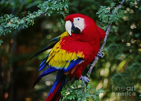 Scarlet Macaw - Guatemalan Rainforest Photograph by Craig Lovell