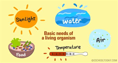 What basic things do all living organisms need to survive? | Basic, Food temperatures, March lessons