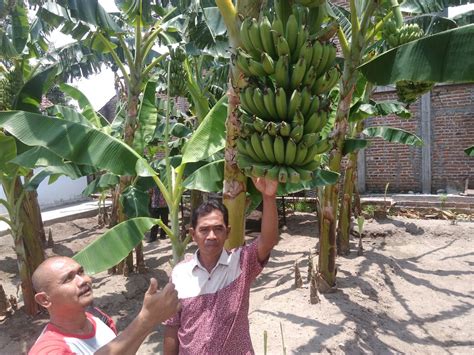 Pohon Pisang Raja