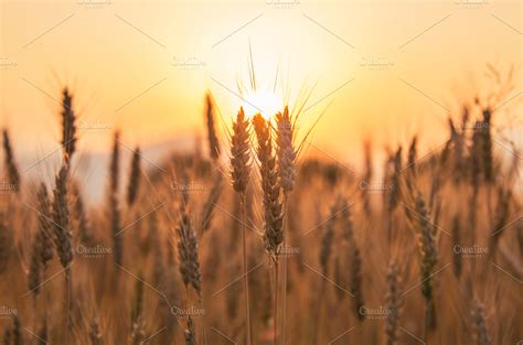 Sunset over barley field | High-Quality Nature Stock Photos ~ Creative ...