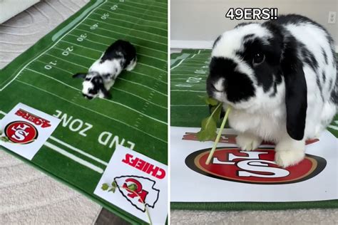 Rabbit Who Got Previous Win Right Reveals Prediction for Super Bowl LVIII - Newsweek