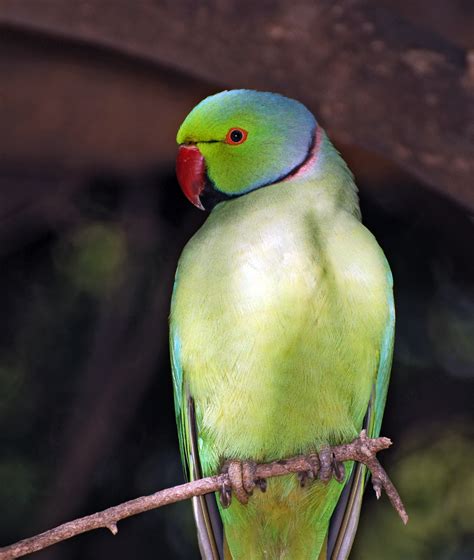 File:Parrot India 2.jpg - Wikipedia
