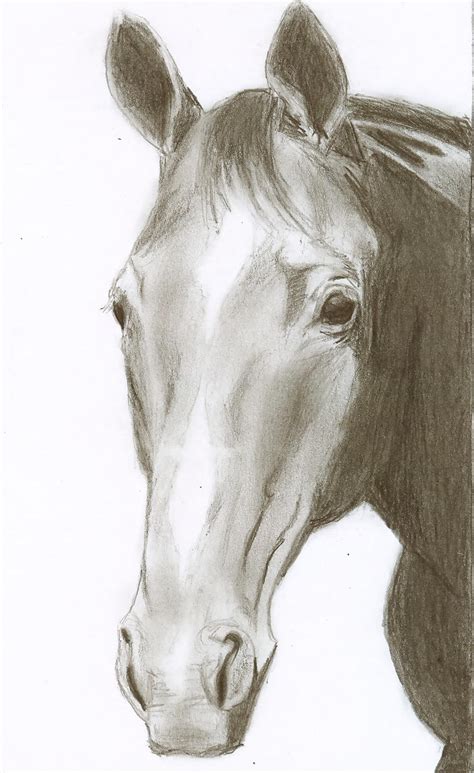 Pencil Drawing Horse Picture - pencildrawing2019