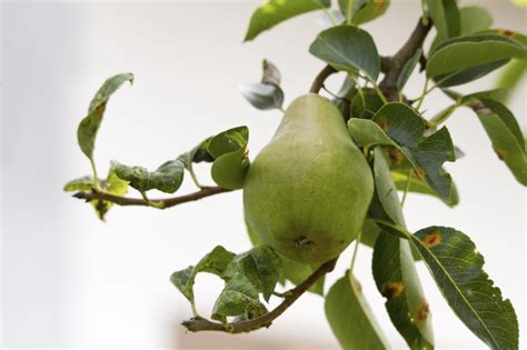 Why Do Pear Tree Leaves Curl – Tips On Pear Tree Leaf Curl Treatment