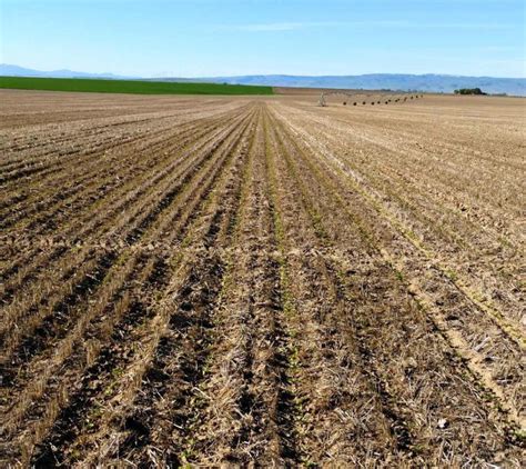 Reduce Tillage Methods for Sugarbeet Production| Germains Seed Technology