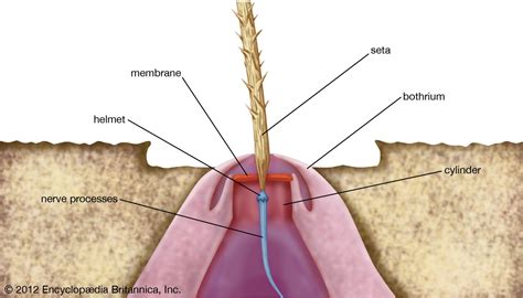 Mechanoreception | Definition, Sense, Examples, & Facts | Britannica