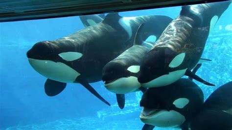 Petition · Seaworld to end the deal they have with Loro Parque and take ...