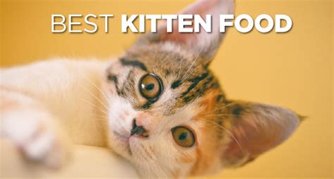 Best Kitten Food Brands & Formulas (2019’s Top 6) - Ultimate Home Life