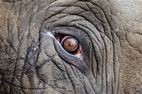 Animal Elefante Ojo De - Foto gratis en Pixabay | Elephant eye, Elephant, Elephant images