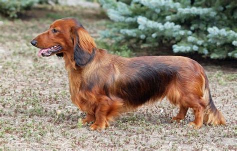 Long Haired Dachshund Price & Breed Info