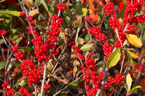 How to Grow Winterberry Holly (Ilex Verticillata)