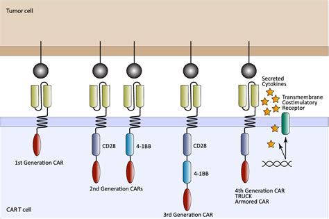 New directions in chimeric antigen receptor T cell [CAR‐T] therapy and related flow cytometry ...