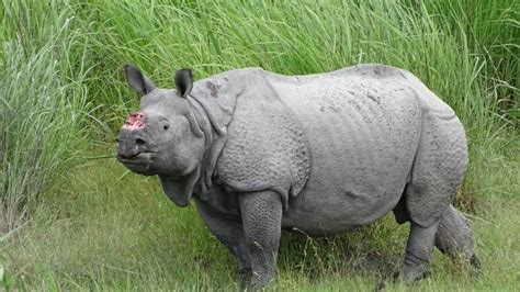 Poachers tranquillise rhino to remove horn in Assam | Latest News India - Hindustan Times