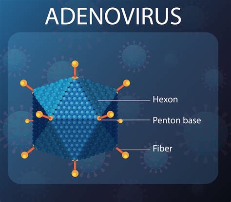 Free Vector | Adenovirus structure diagram