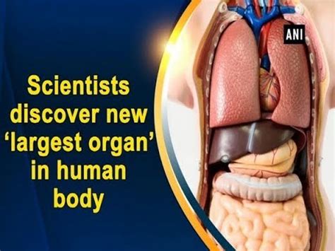 Scientists discover new ‘largest organ’ in human body – Health News ...