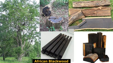 African Blackwood: Properties, Characteristics, And Applications ...