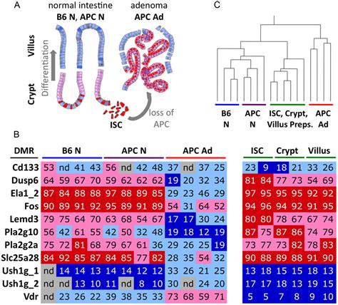 CpG methylation differentiates normal epithelial cell types from ...