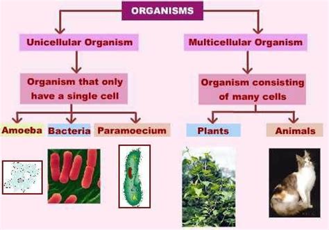 Lesson 5: Unicellular and Multicellular Organisms - Ms. Plank: Grade 7/8