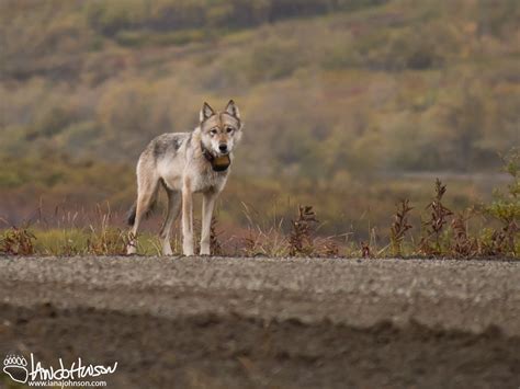 Hunting Behavior and Habitat Selection of Wolves in a Low-density Prey ...