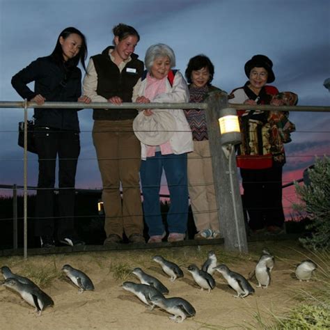 Phillip Island Nature Parks tickets | Summerlands