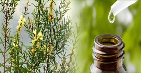 Tea Tree Oil for Skin, Acne, Melaleuca, Australian Essential Oil, Benefits, Uses, How to Use ...