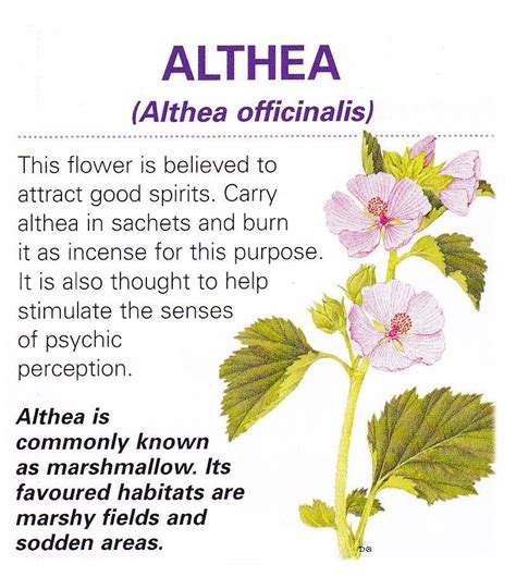 Magical flowers althea | Magic herbs, Magickal herbs, Herbal magic