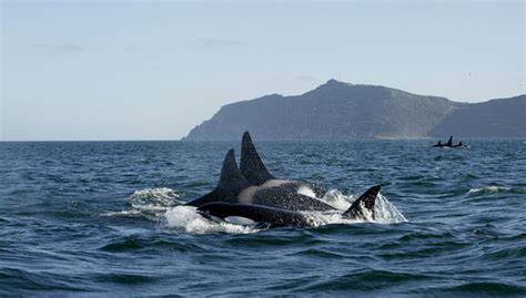 Pictures of the killer whales in Cape Town - Africa Geographic