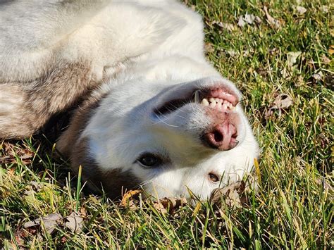 Tail-Wagging Tips: Simple ways to make your dog happier - Ontario SPCA ...