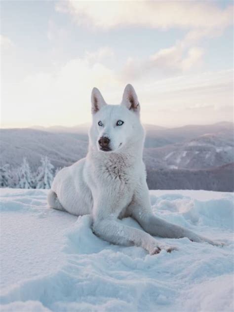 White Siberian Husky wallpaper 📱 | Wallery