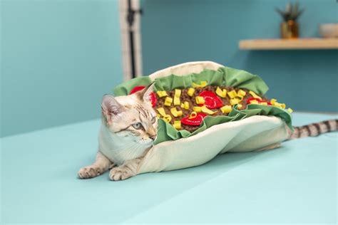 How to Make a DIY Cat Taco Costume | Costume for Cat