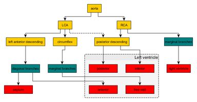 Coronary arteries - Wikipedia