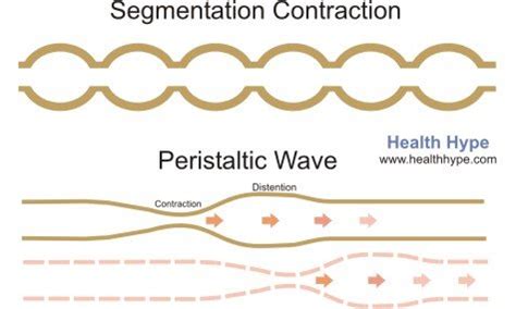 Intestinal Motility – Food Movement through the Small Intestine ...