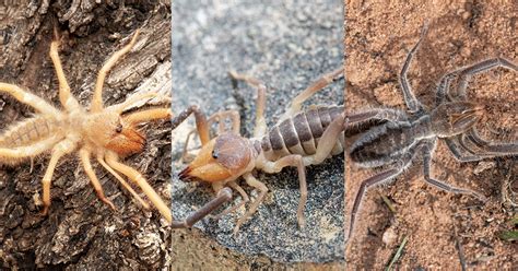 The Red Roman Spider of South Africa: About and Pest Control