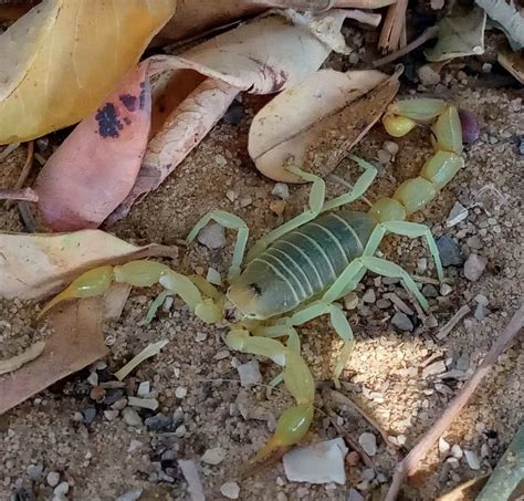 species identification - Variation in deathstalker scorpion - Biology ...