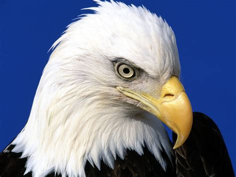 Nice Wallpapers | photos of bald eagles | bald eagle pictures | bald eagle photos | bald eagles ...